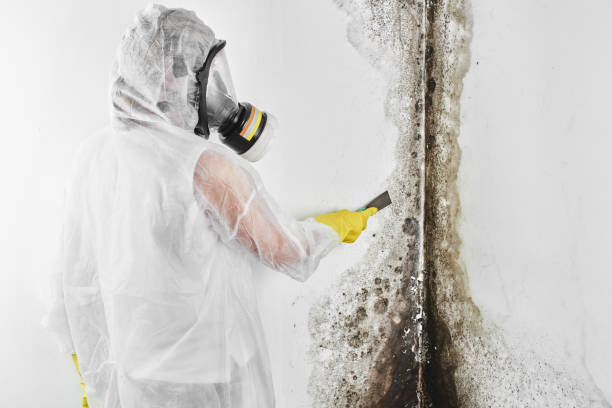 Best Fast Mold Removal  in Madisonville, KY