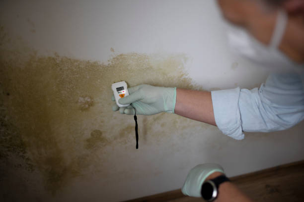 Best Mold Damage Repair  in Madisonville, KY