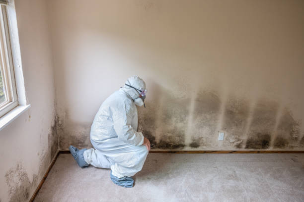 Certified Mold Removal in Madisonville, KY